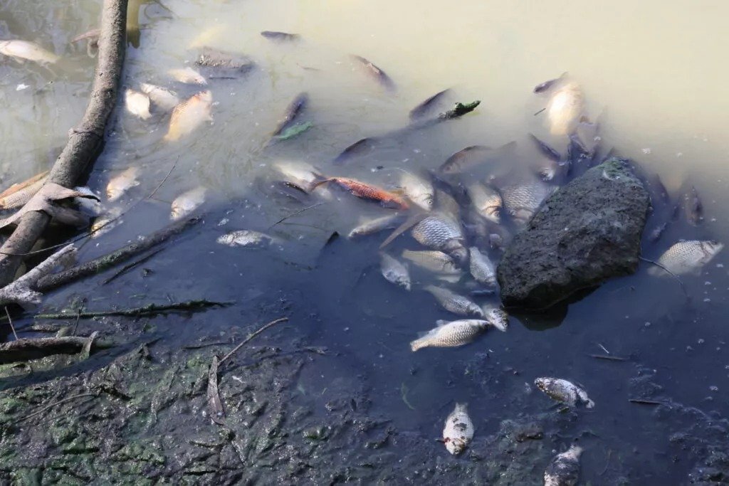 Athalassa Lake Fish Die