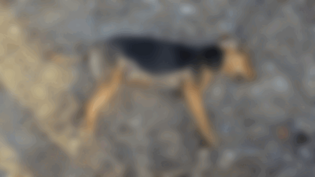 Dog Poisoning Paphos