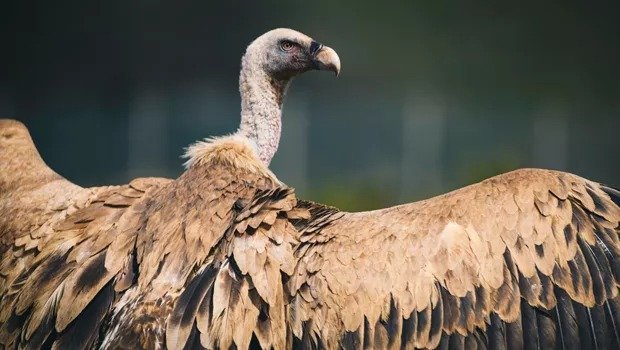 Art Project Launches To Help Save Cyprus's Endangered Vultures