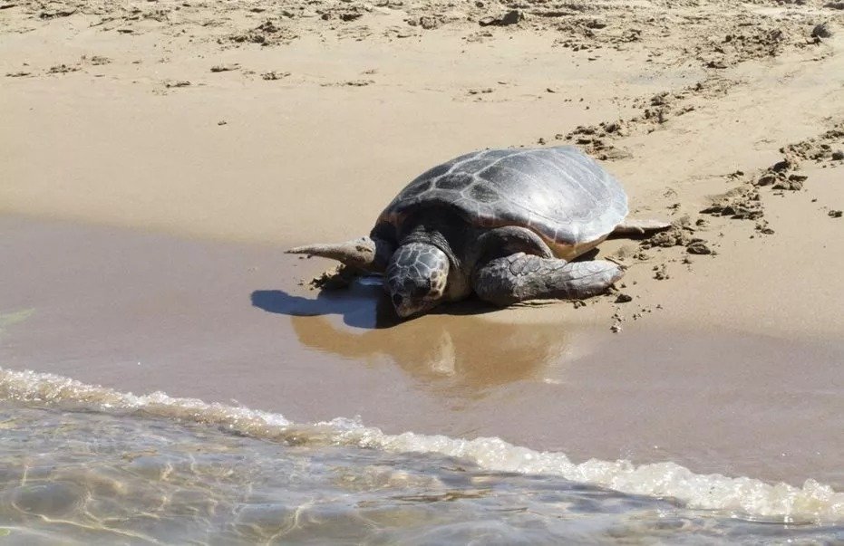 Fines For Feeding Turtles And Seals