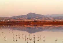 First Flamingos Of Winter Season Arrive At Larnaca Salt Lake