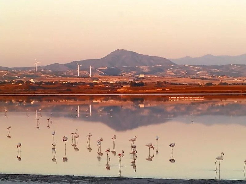 First Flamingos Of Winter Season Arrive At Larnaca Salt Lake