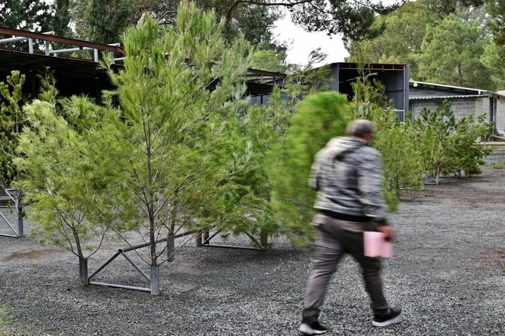 Forestry Department Offers Real Christmas Trees For Sale
