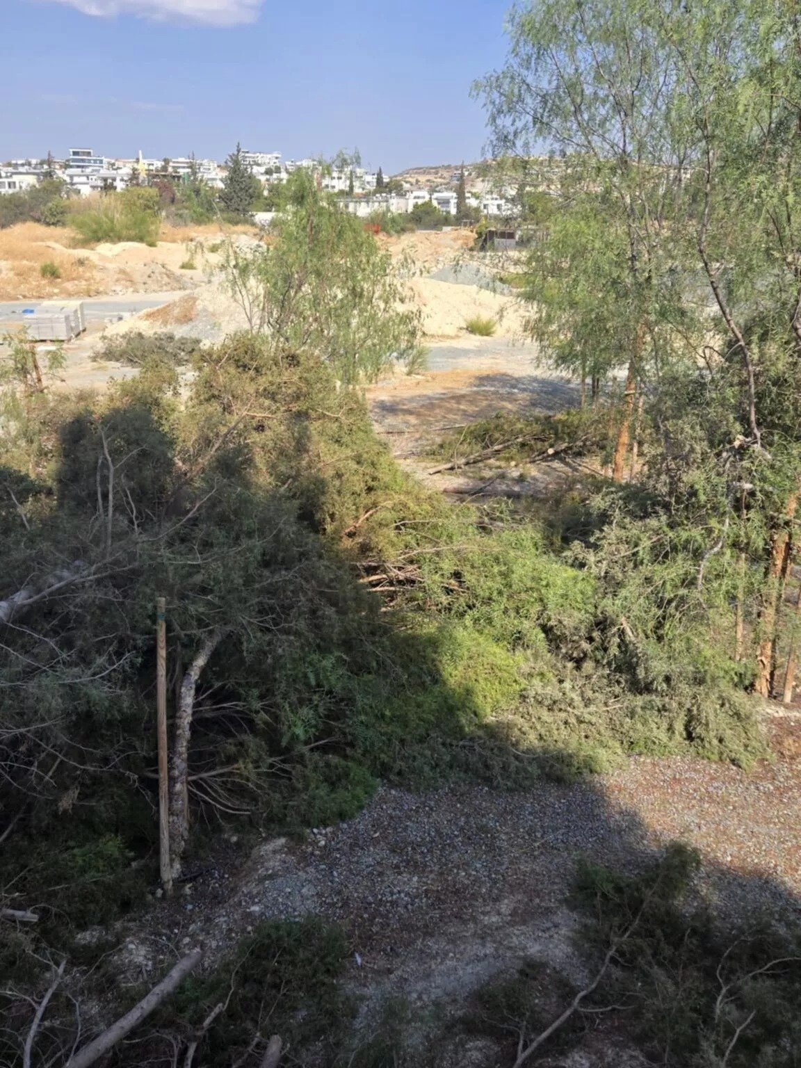 Greens Accuse Municipality Of Illegally Felling 60 Cypresses On Private Land