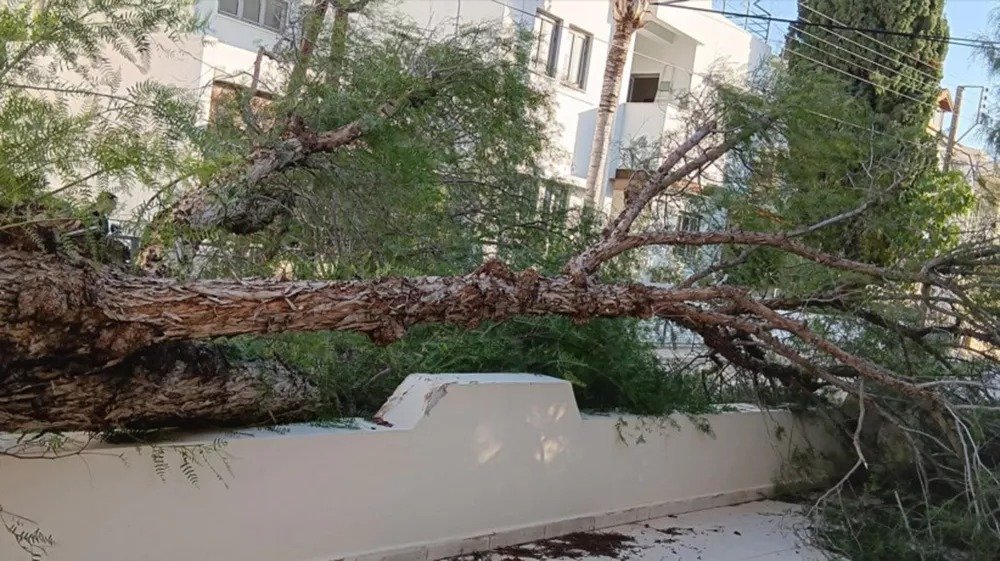 Winds Trees