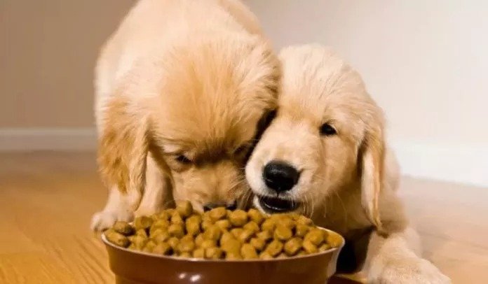 Animal Party Condemns Killing Of Two Dogs