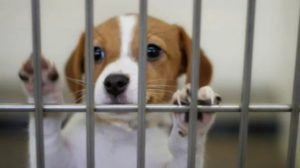 Dog Shelter