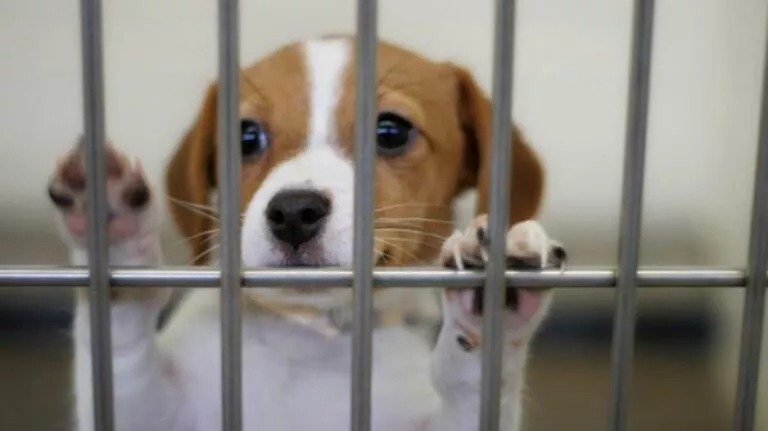 Dog Shelter