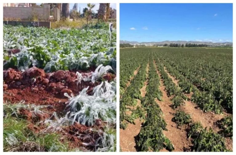Cyprus Crops Unprecedented frost devastates Cyprus potato crops, farmers fear total ...