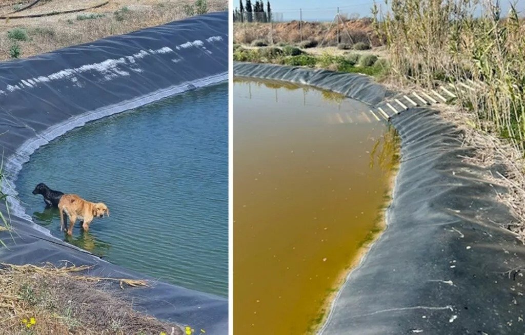 Cyprus Mandates Wildlife Protection Measures For Water Reservoirs