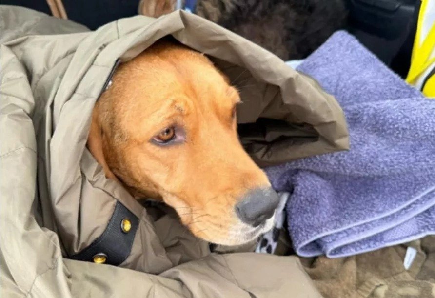 Missing Dog Lost In Troodos Mountains Found