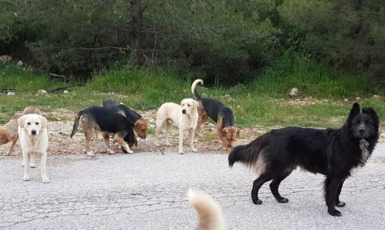 Paphos Officials Agree On Site For New Regional Stray Animal Shelter
