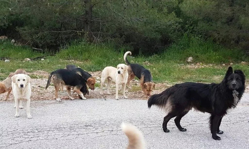 Paphos Officials Agree On Site For New Regional Stray Animal Shelter