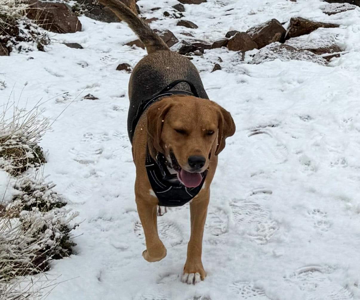 Balou Dog