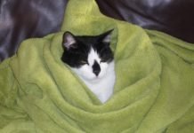 Cold Winter Animal Pet Green Cat 896340 Pxhere.com