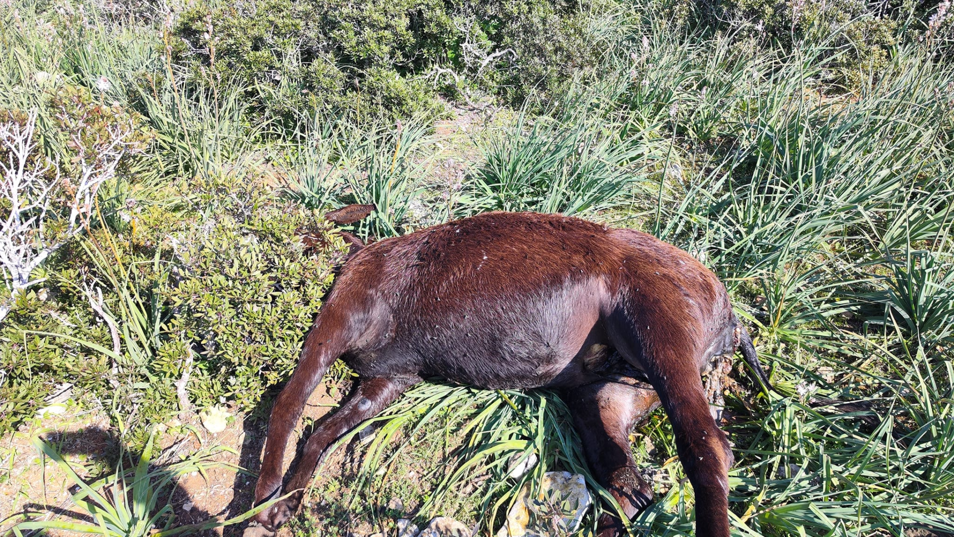 Karpaz Donkey