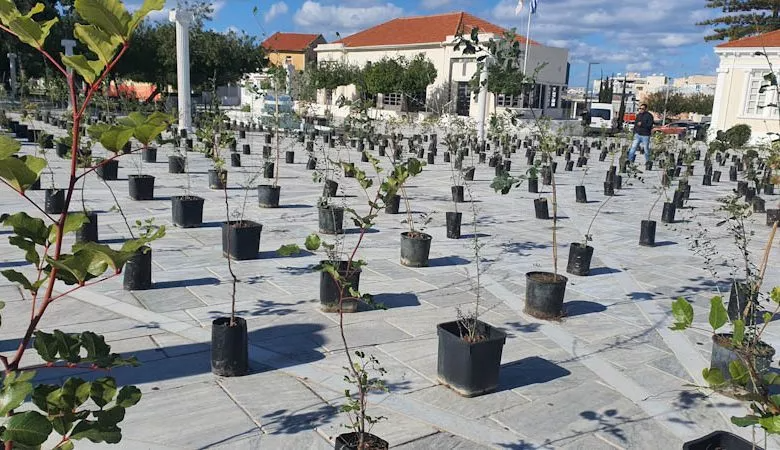 Paphos Greening Trees