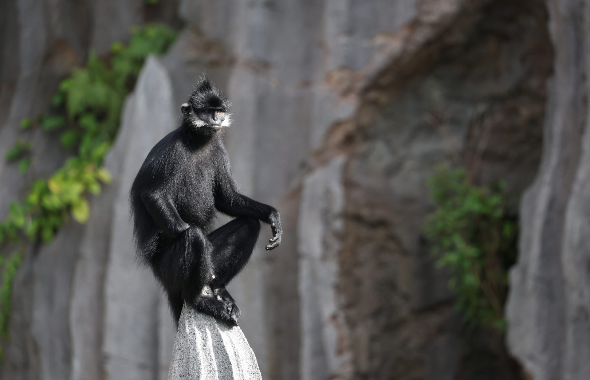 Rainforest Wild Asia Wildlife Park Opens In Singapore