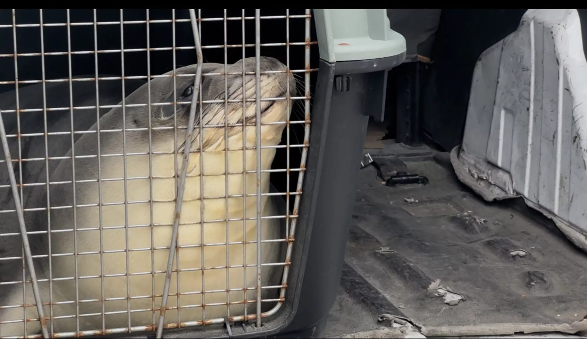 Rehabilitated Orphaned Mediterranean Seal Back To Cyprus For Release