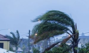 Strong Winds Topple Tree In Nicosia, Damaging Four Parked Vehicles