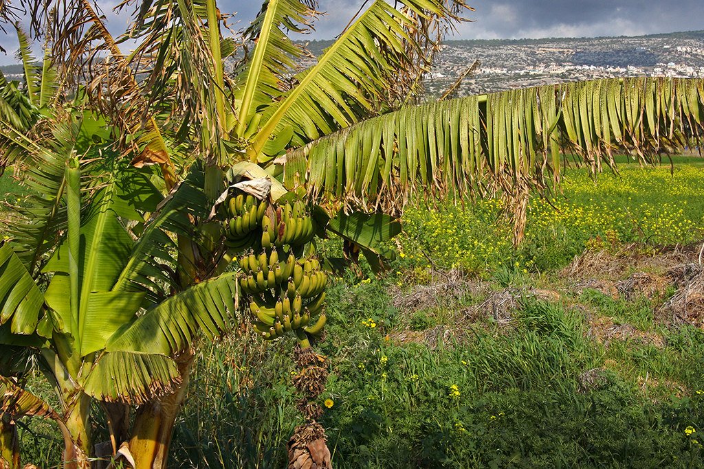 Paphos Bananas Coral Bay