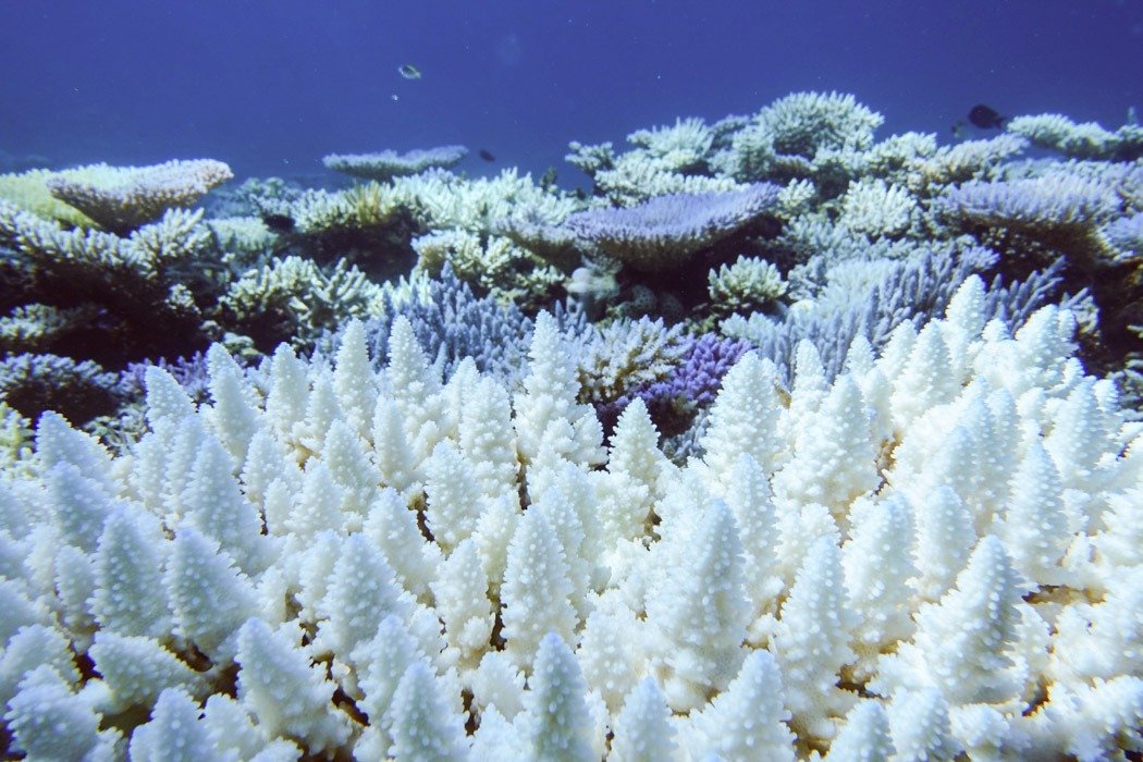 Environment Coral Bleaching Global