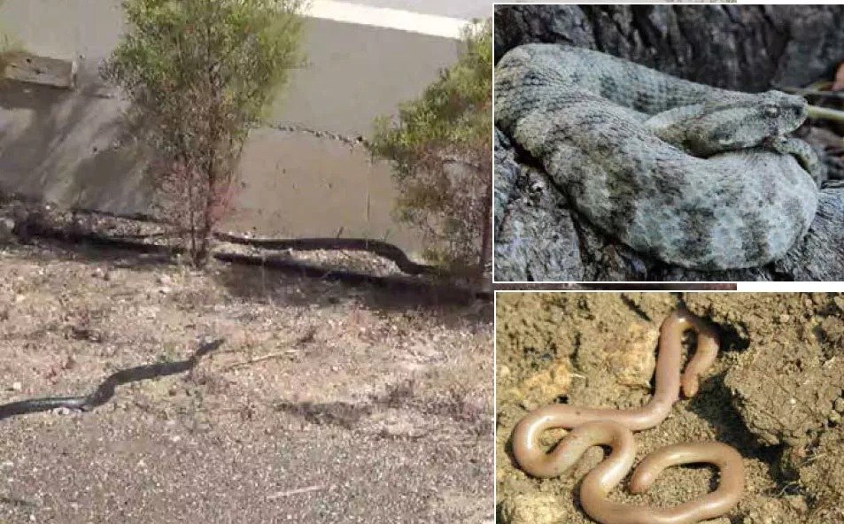 How To Stay Safe From Cyprus Snakes This Summer