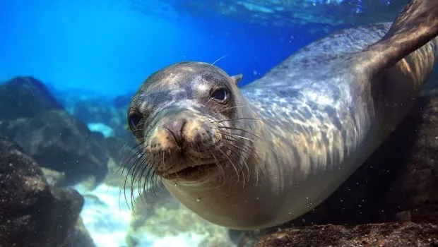 Seal