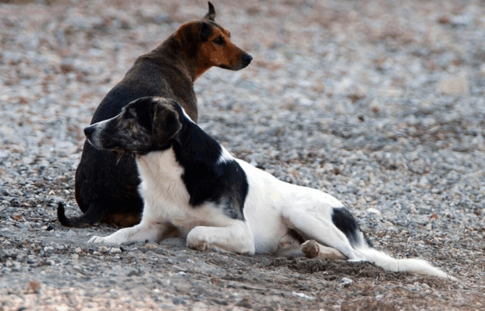 Dogs