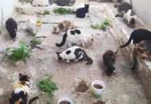 Complaints Mount Over Stray Cat Feeding Site Destruction, With Police Accused Of Ignoring Law