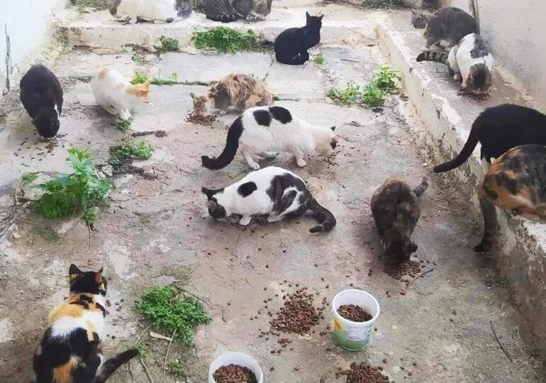 Complaints Mount Over Stray Cat Feeding Site Destruction, With Police Accused Of Ignoring Law