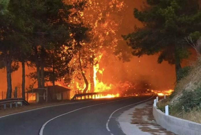 Limassol Wildfire Damages Three Natura 2000 Protected Areas