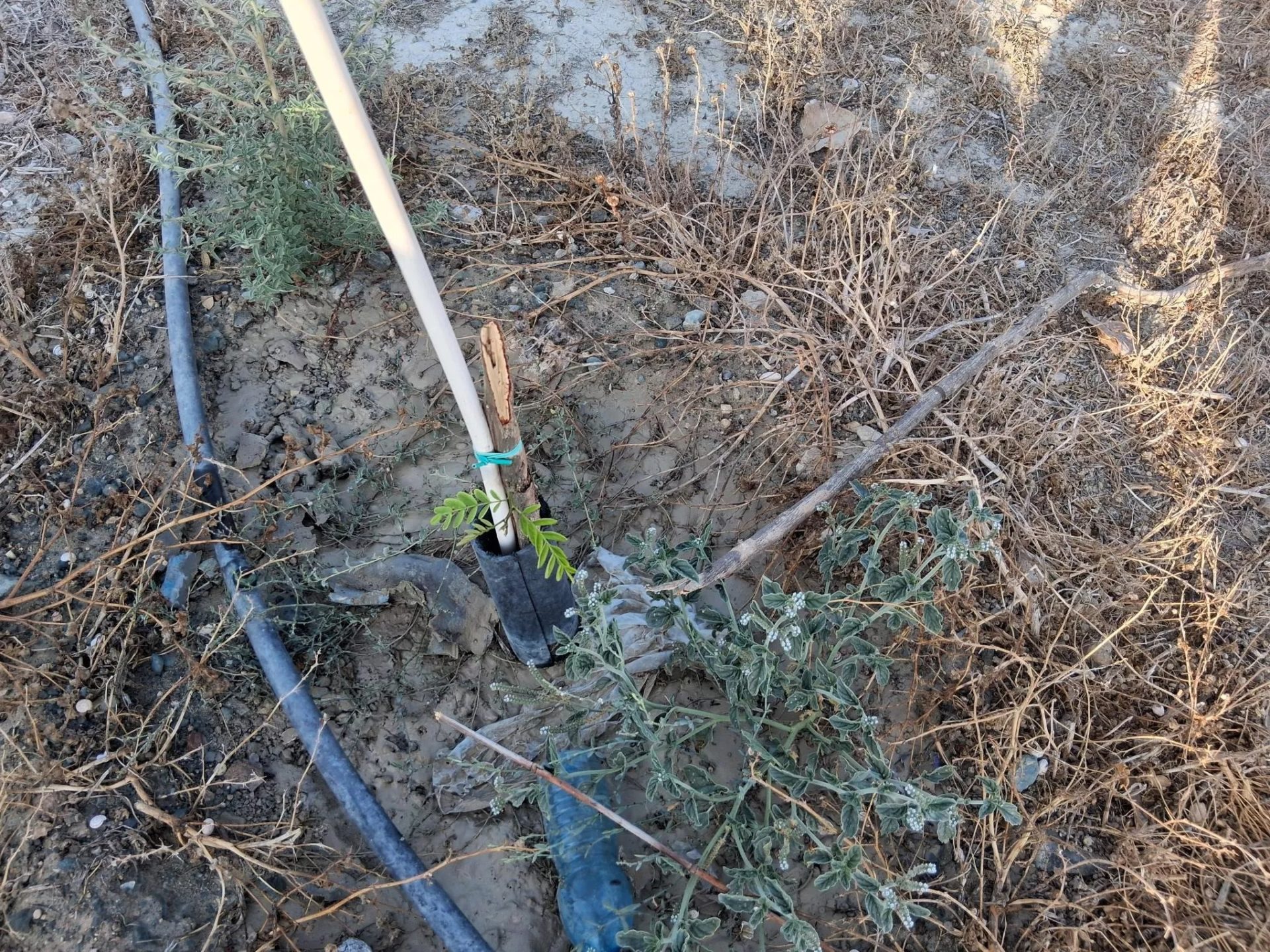 Larnaca Municipality Condemns Tree Vandalism