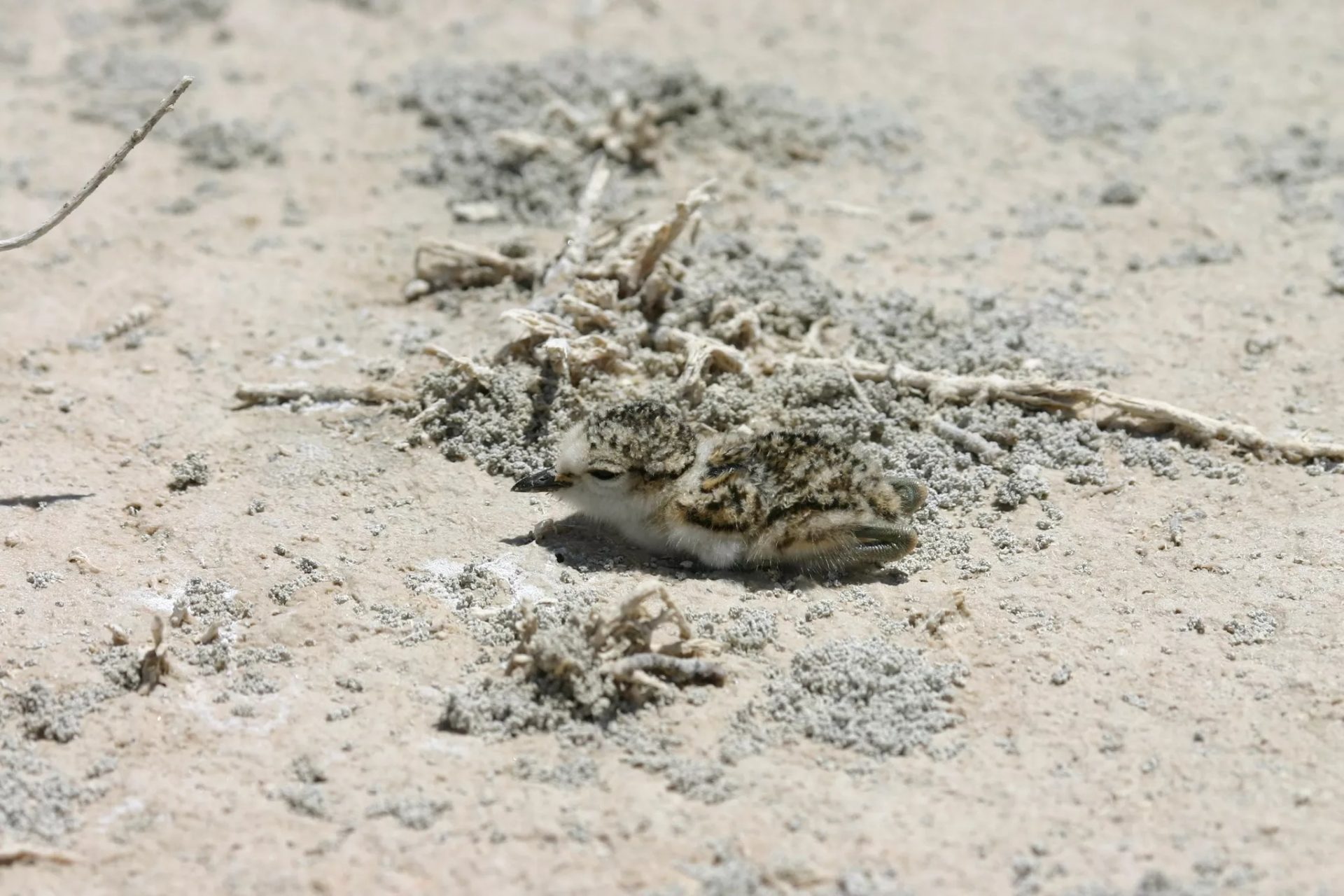 Vehicle Access To Larnaca Salt Lakes Threatens Nesting Birds And Chicks