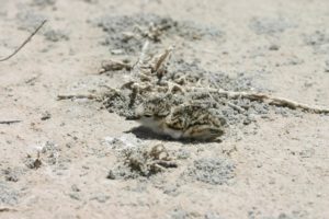 Vehicle Access To Larnaca Salt Lakes Threatens Nesting Birds And Chicks