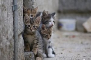 Mass Cat Poisoning Investigated At Limassol Cemetery