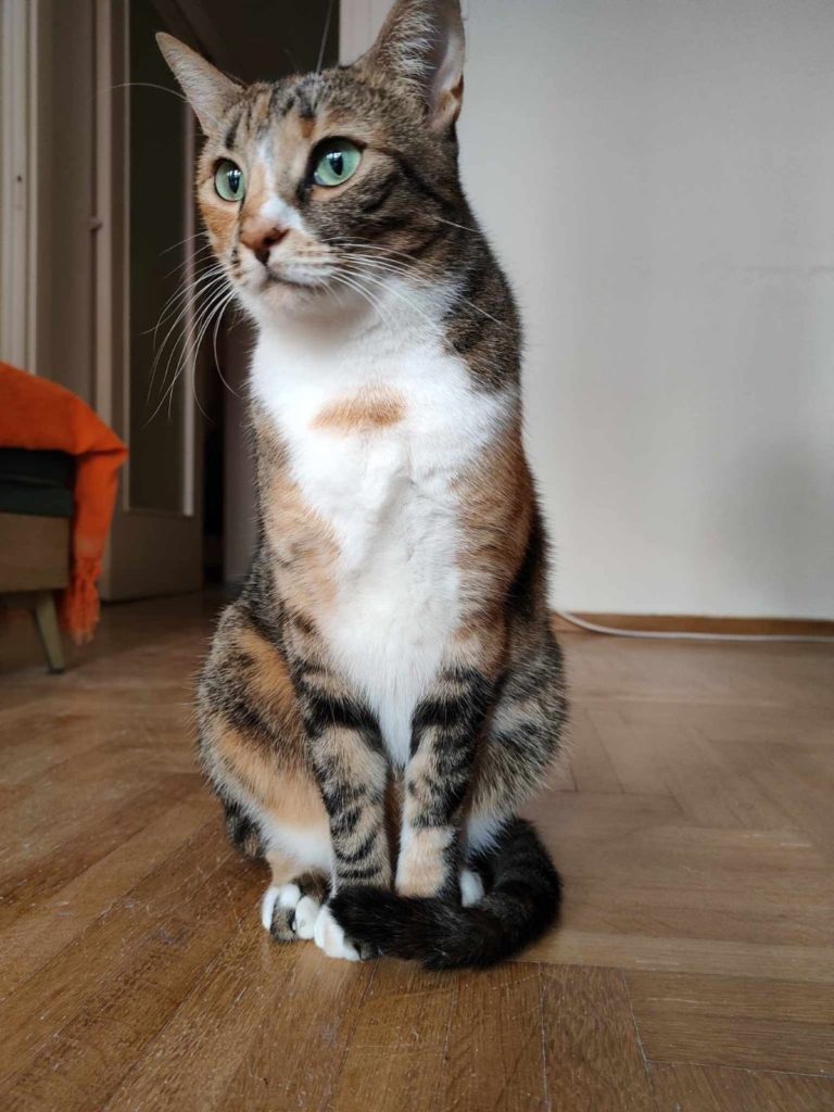 Mika Cat