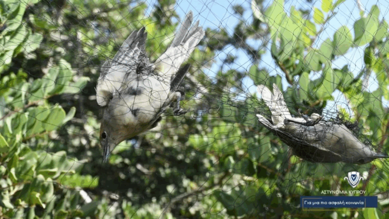 Police Bird Poaching