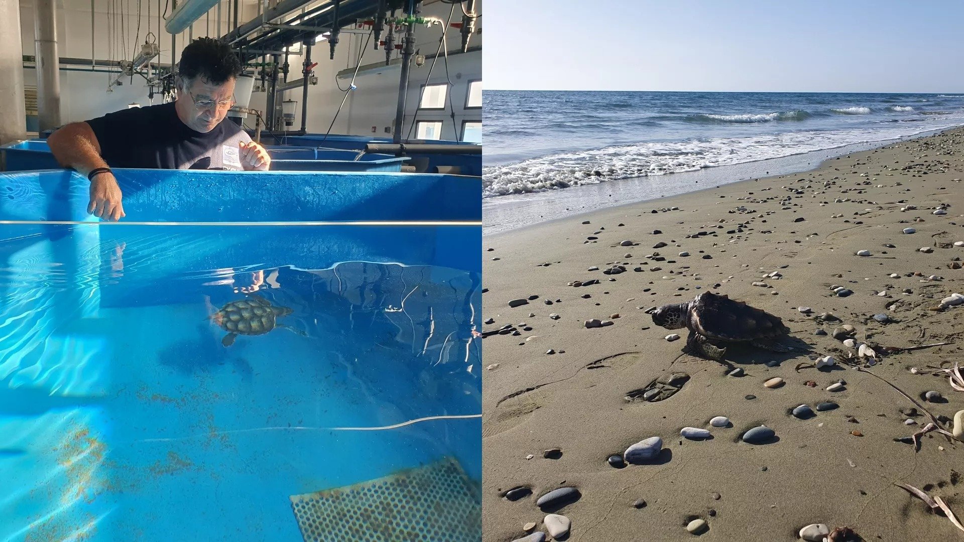 %22friday%22 The Sea Turtle Returns To The Wild After Rehabilitation