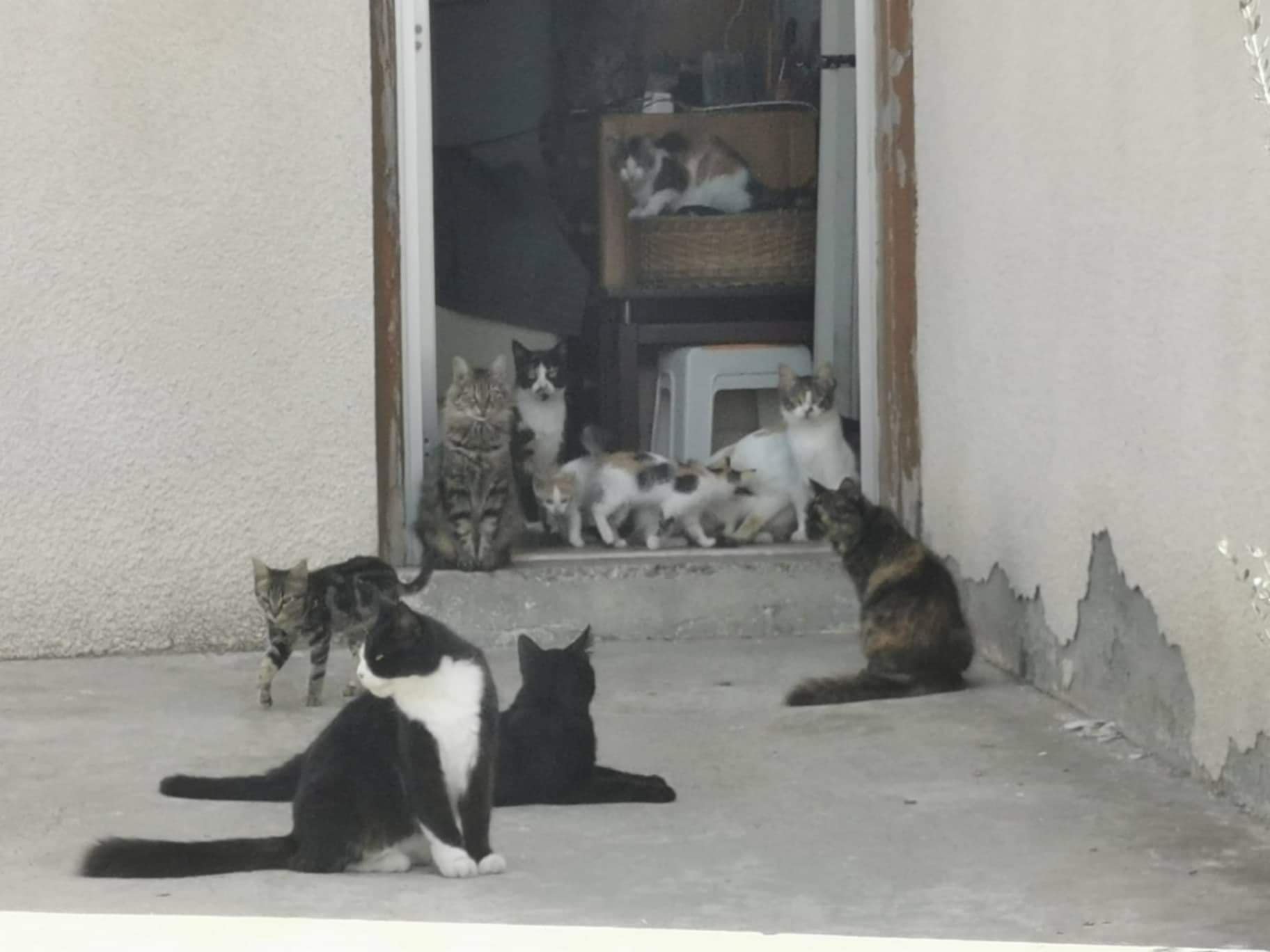 Cyprus grapples with million-strong feral cat population | en.philenews.com