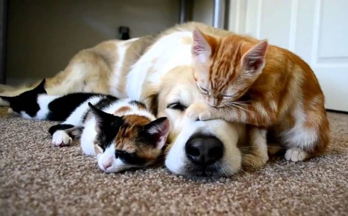Cyprus Unprepared For New Eu Dog And Cat Welfare Regulation