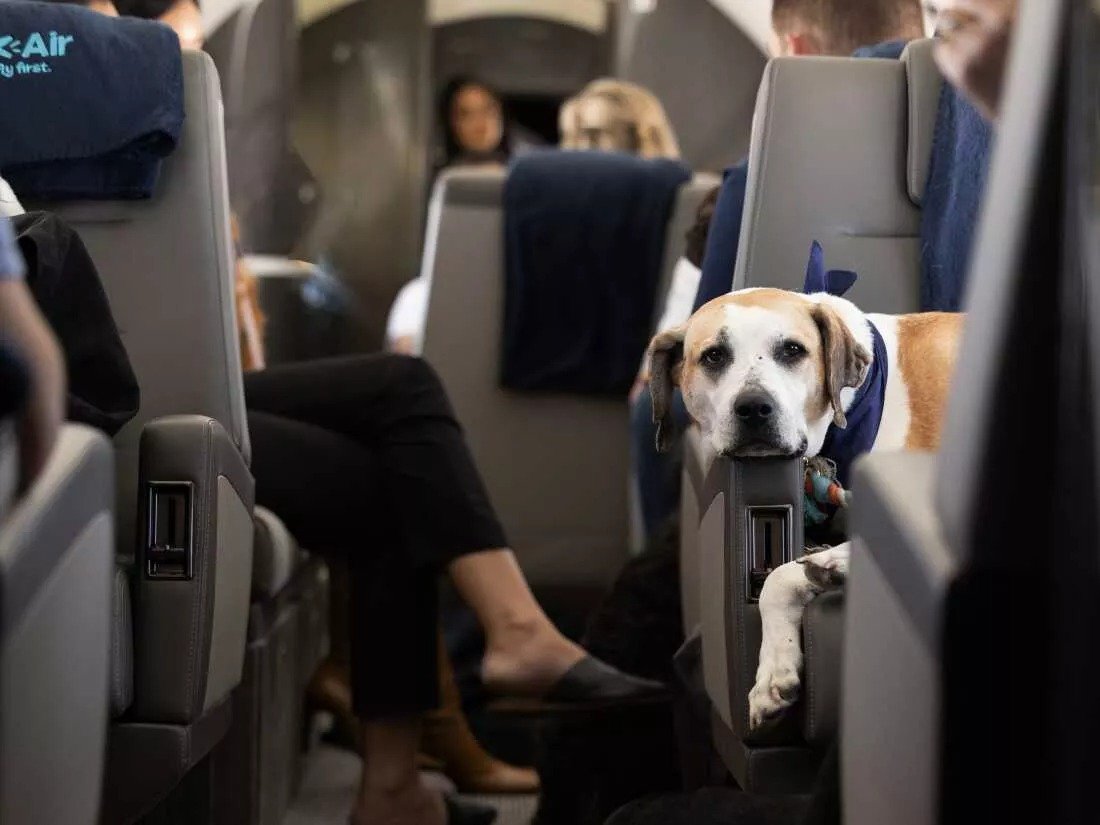 Eu Court Rules Pets Can Be Classified As %22luggage%22 On Flights, Limiting Airline Liability