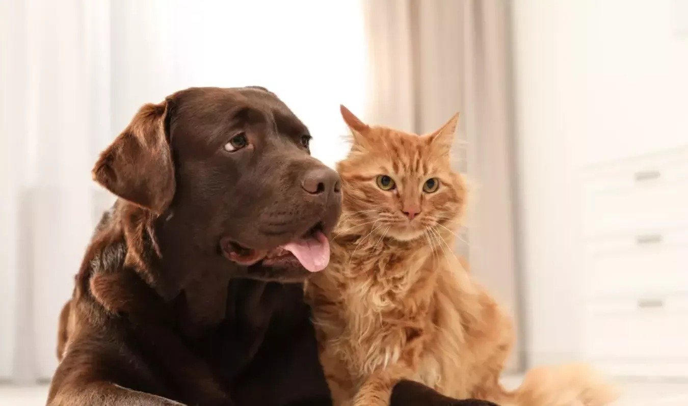 Eu Ban On Pet Shop Sales Of Dogs And Cats Imminent, Cyprus Prepares For New Rules