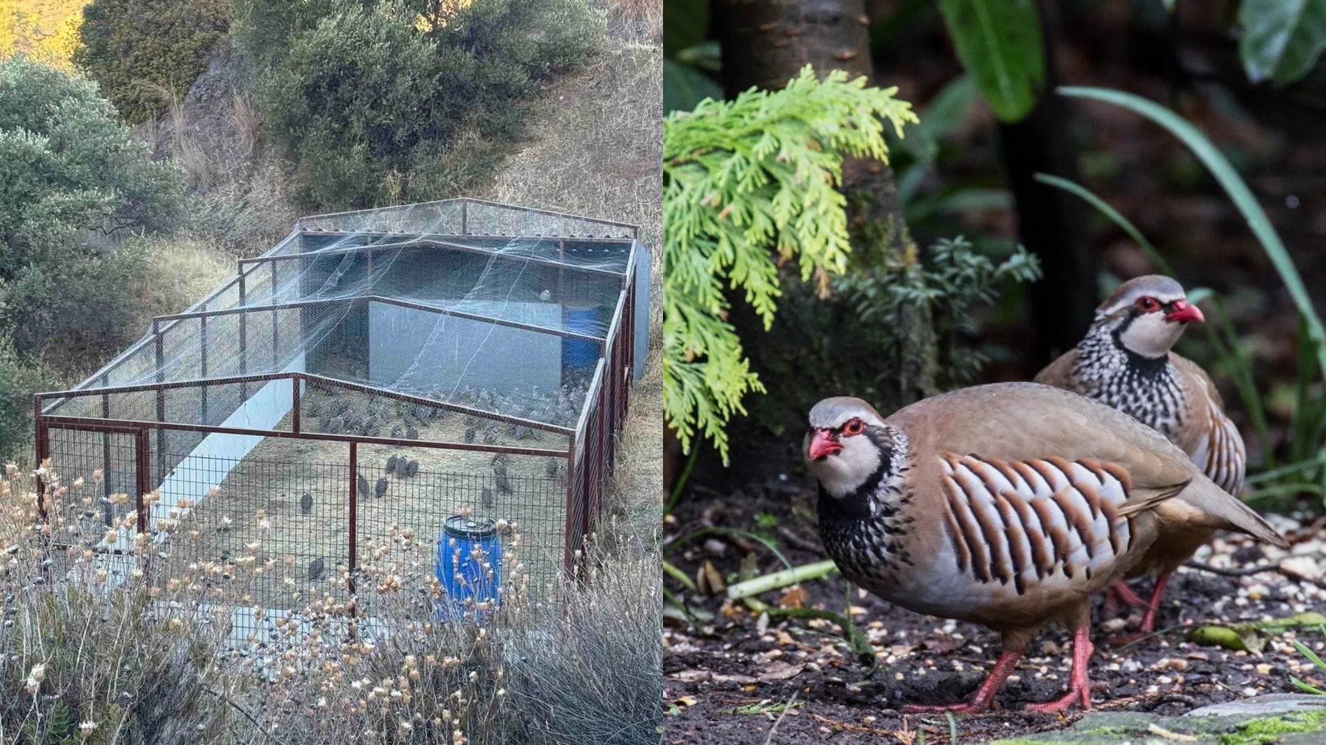 Game And Fauna Service Releases 80,000 Partridges In Wild Ahead Of Hunting Season