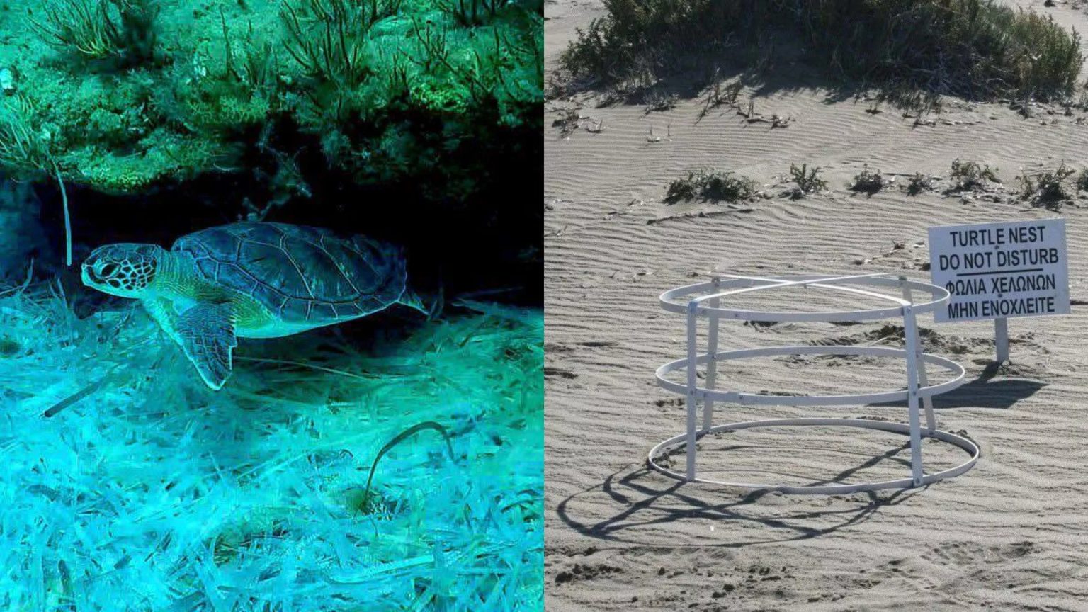 Cyprus turtle nesting success: 224 nests in British Bases | en ...