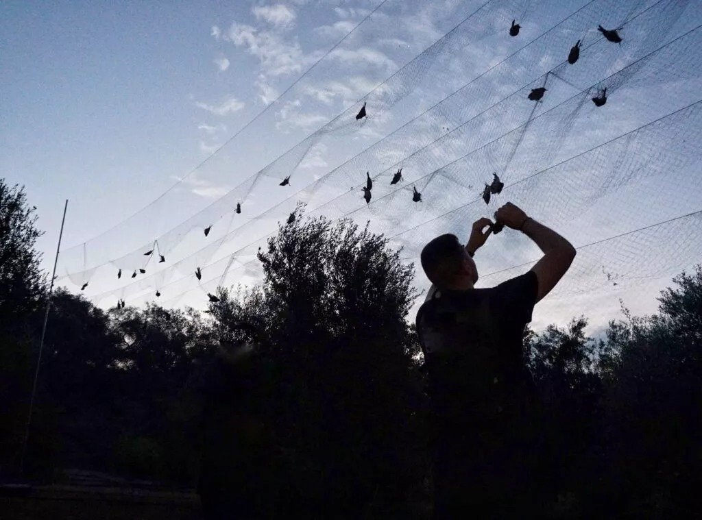 Wild Birds Found Trapped In Nets During Police Operation In Larnaca