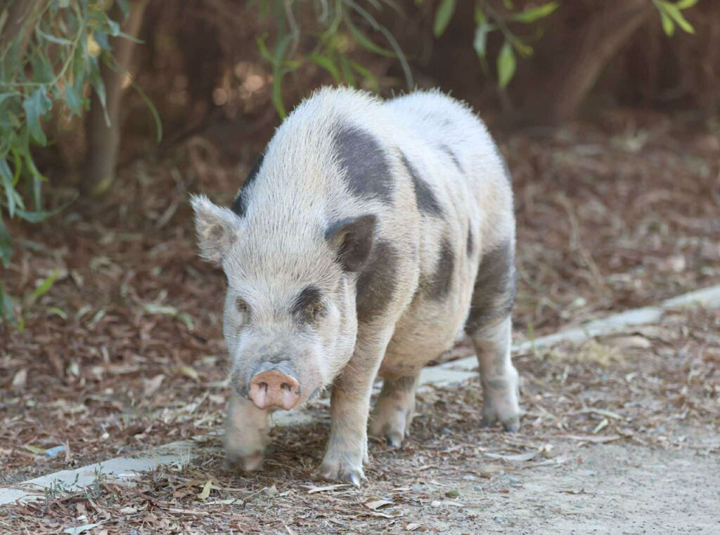 Larnaca Salt Lake Pig
