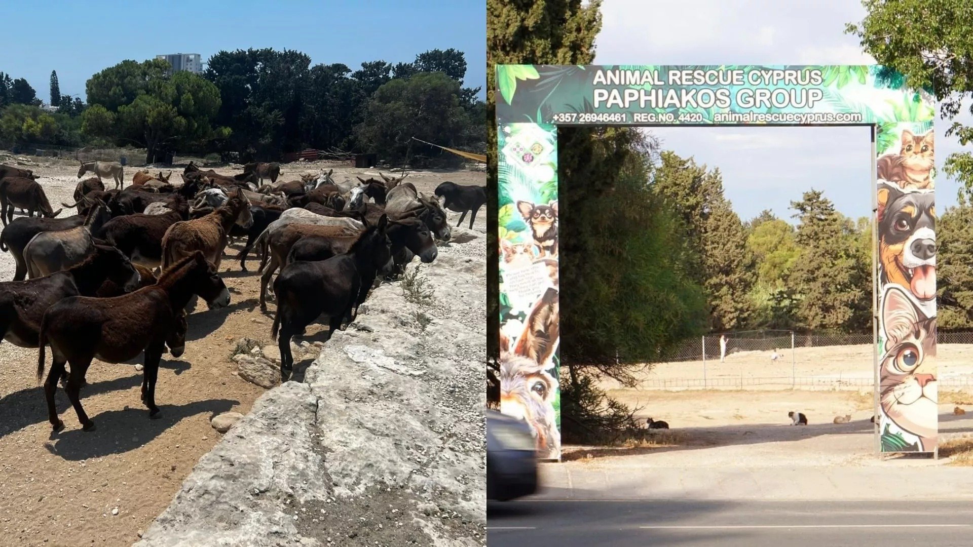 Around 2,000 Animals Face Homelessness As Paphos Shelter Forced To Close
