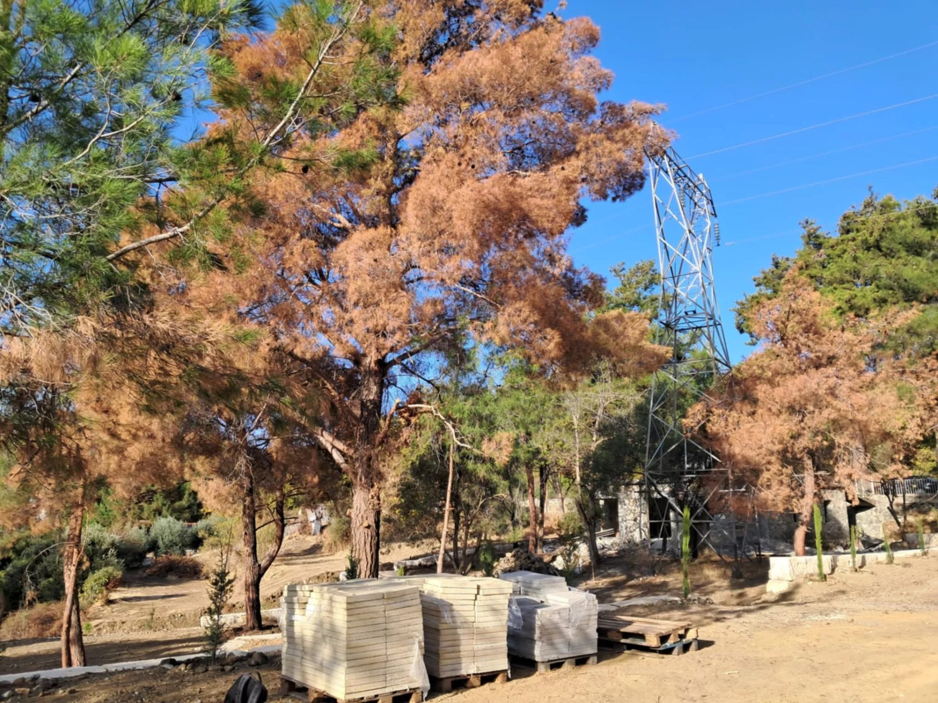 Ecologists Say Century Old Pines Killed Intentionally In Saittas