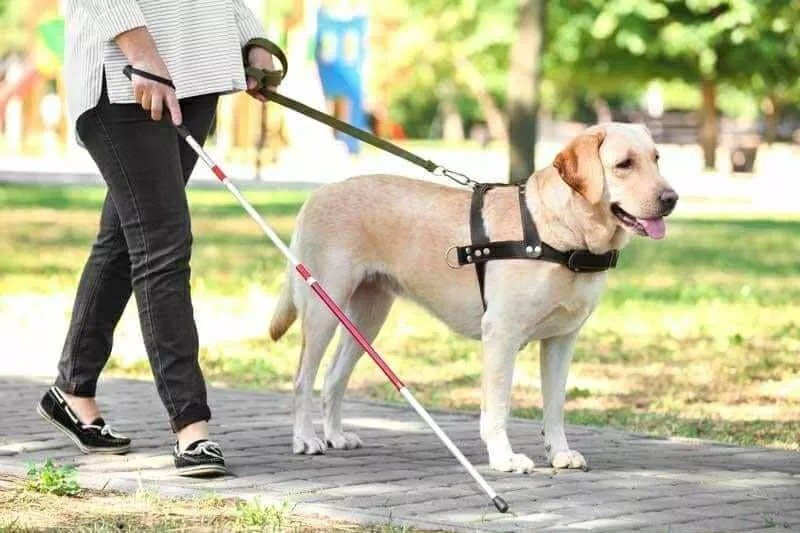 Mps Back Service Dog Access To Public Transport After Paralympian Turned Away In Athens